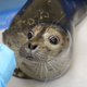 Illustration for article titled Blind Harbor Seal Pup Learning to Adapt